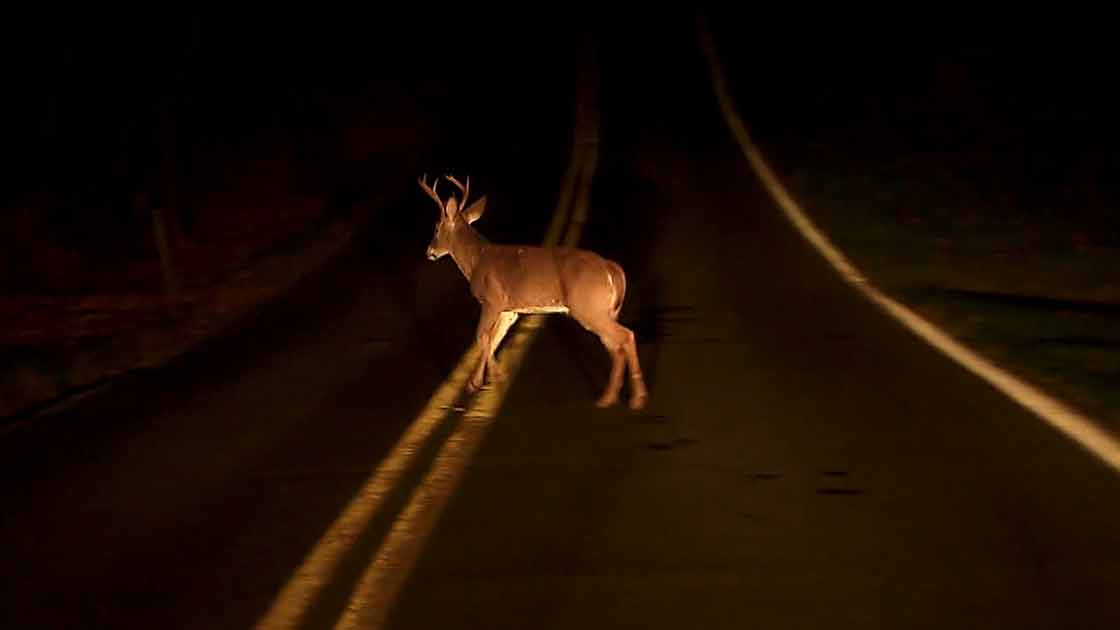 Here are the top 5 animals most likely to kill you in the US