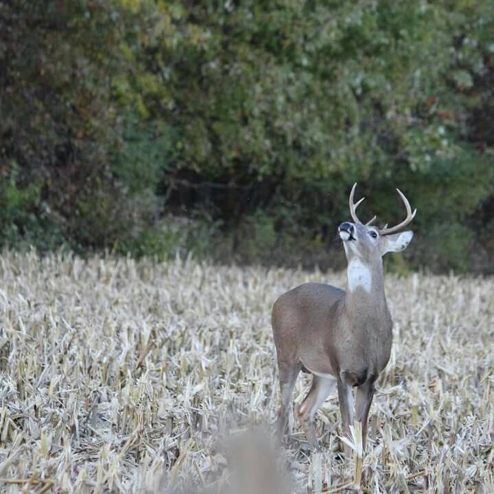 Does smoking while deer hunting scare away deer?