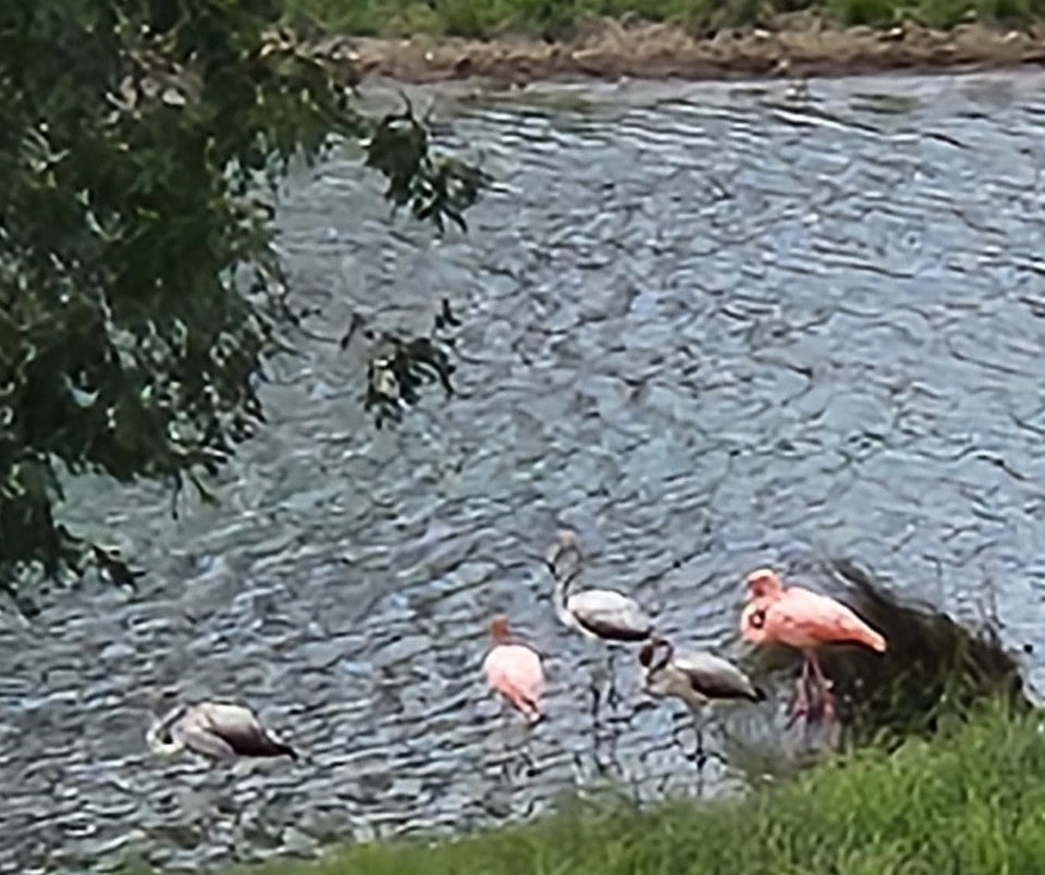 Idalia Displaces Flamingos to Tennessee and Other Southern States