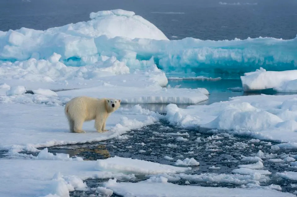 In Svalbard, you are required to carry a firearm. The reason is terrifying