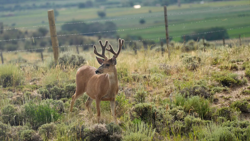 California to hire snipers in helicopters to cull mule deer population