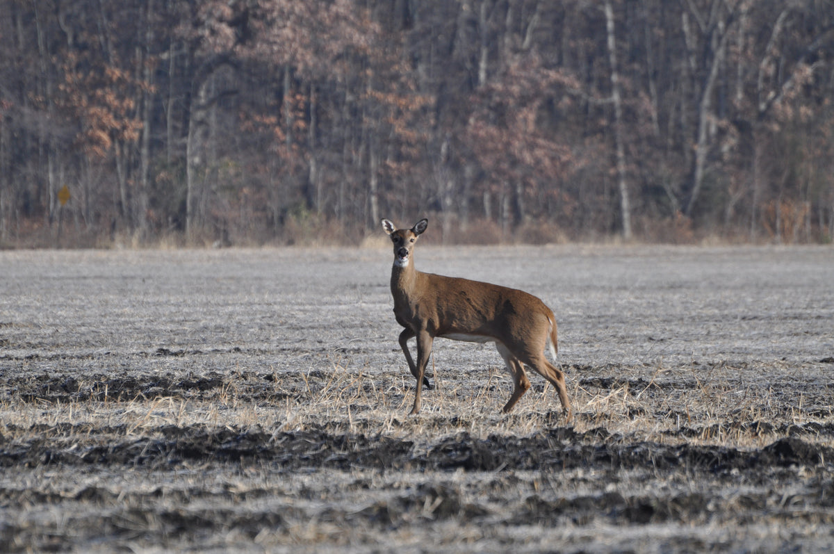 Top 4 Ways to Avoid Hitting a Deer
