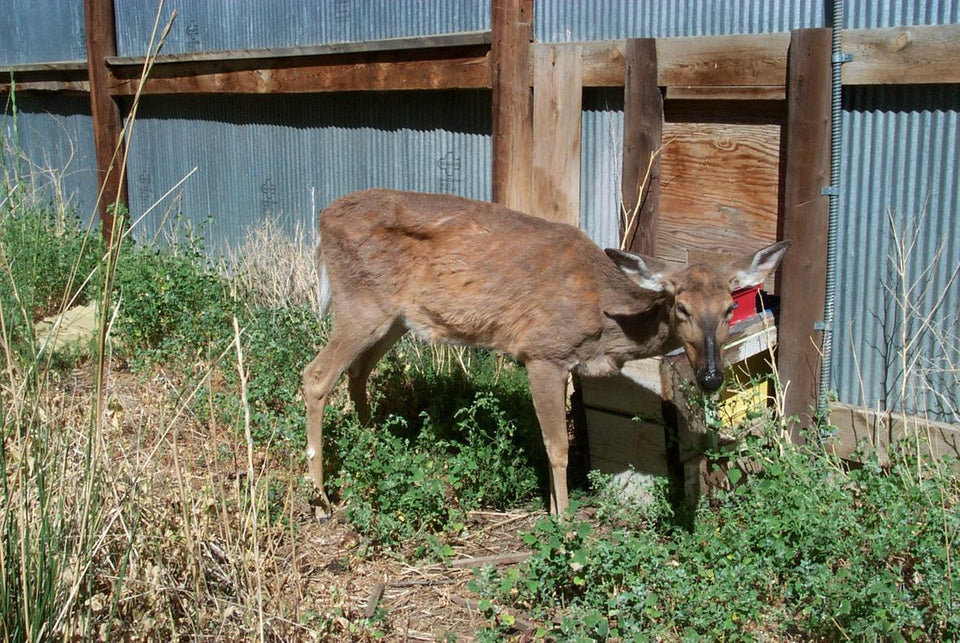Why You Shouldn't Eat Deer Infected with CWD, But You Still Can...