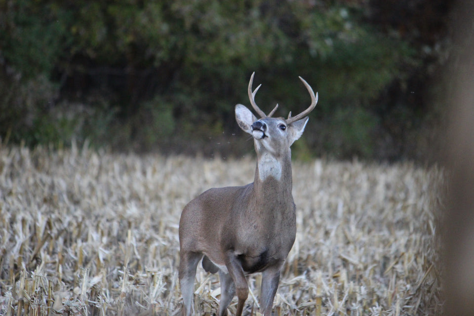 Do Deer Hunting Scent Control Products Really Work?
