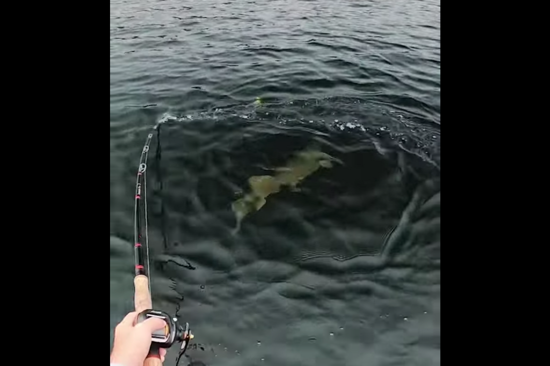 What makes muskie fishing so exciting? This.