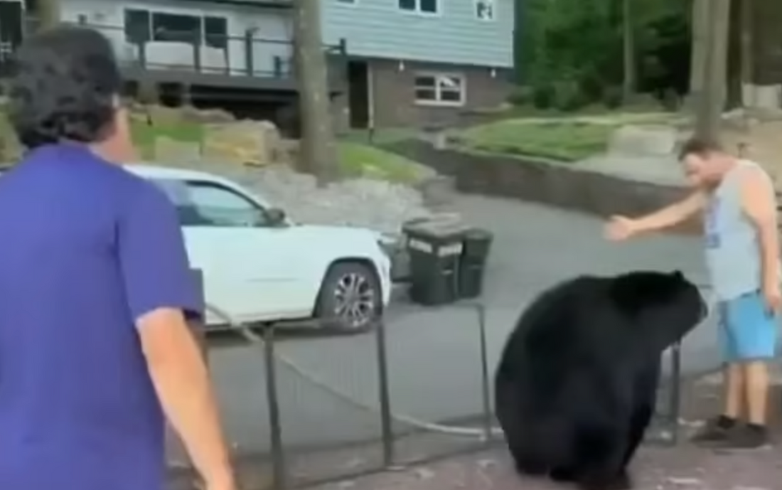 PA man bloodied as he escorts black bear off his property