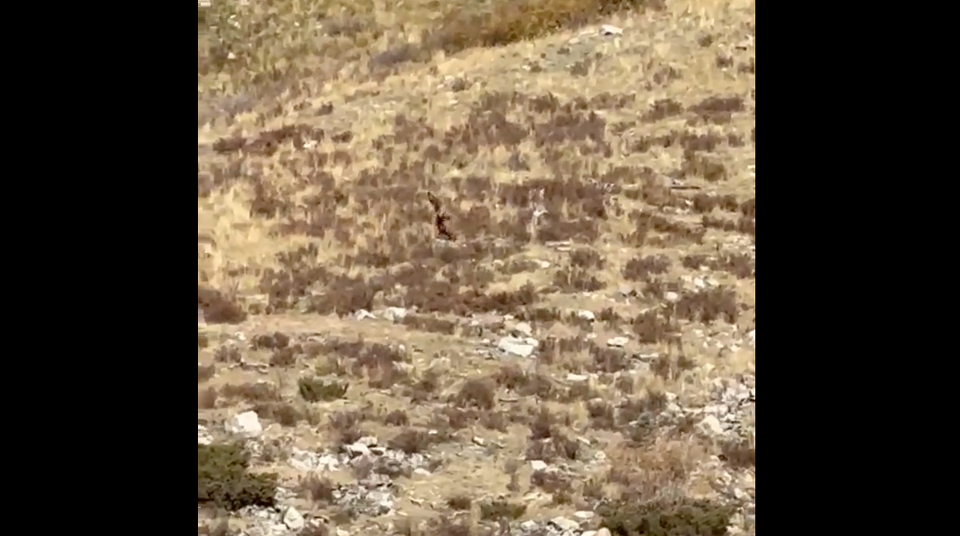 Clear Bigfoot Pictures and Video Captured on Colorado Train Ride