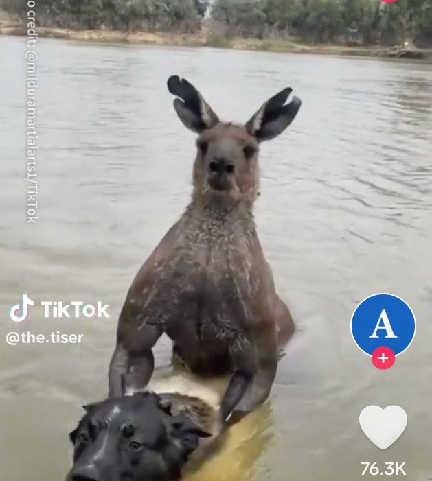 Man Punches Kangaroo in the face that is Drowning his Dog