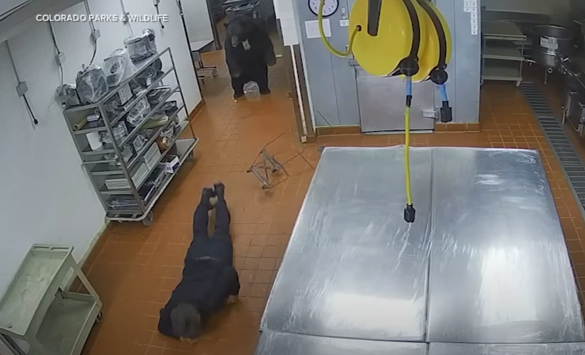 Black Bear Swats Man Inside Aspen Kitchen