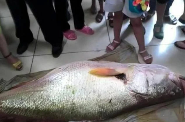 Destitute Chinese fisherman hauls in rare fish worth $400,000