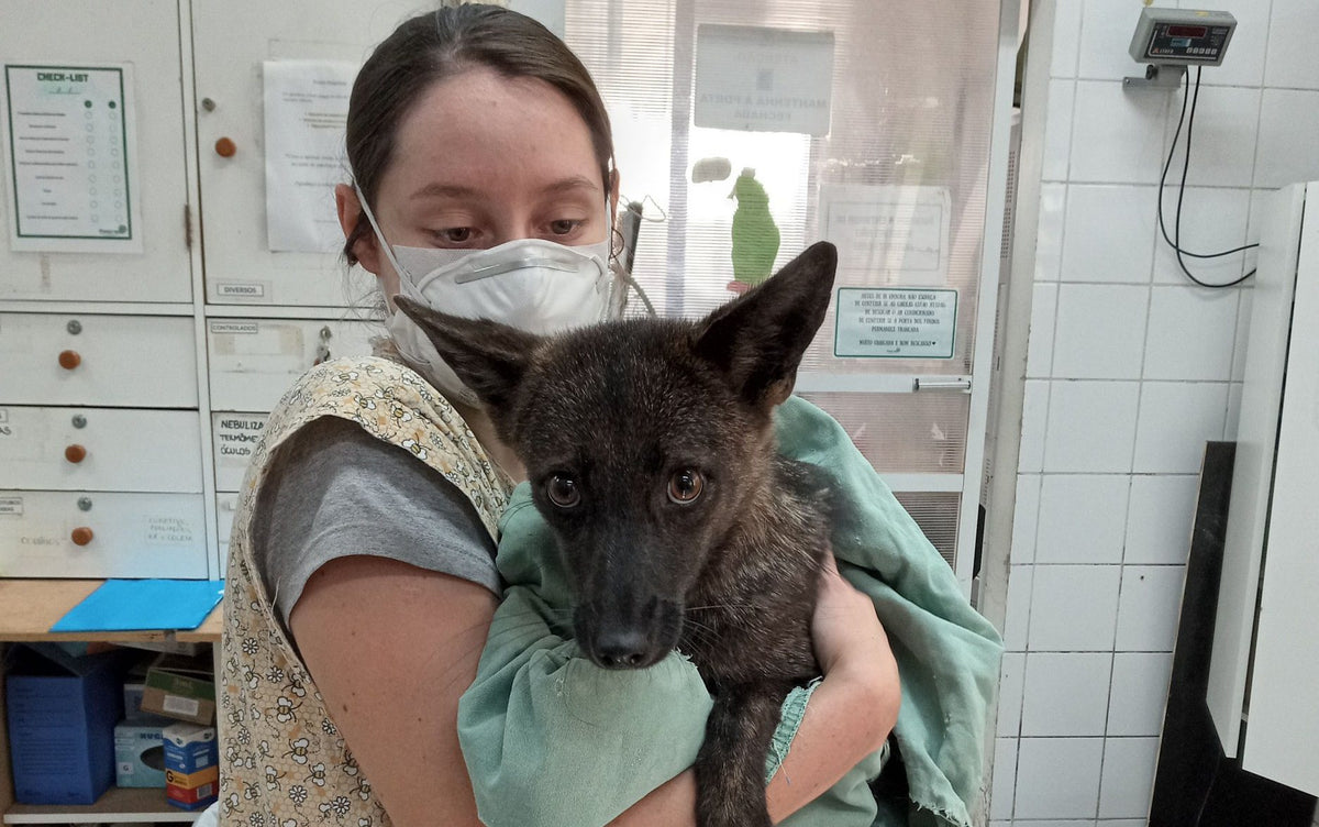 Is it a Fog or a Dox? Could this be the first ever dog-fox hybrid?