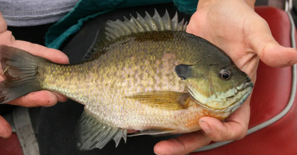 10 Top Places to Catch a State Record Bluegill for 2024