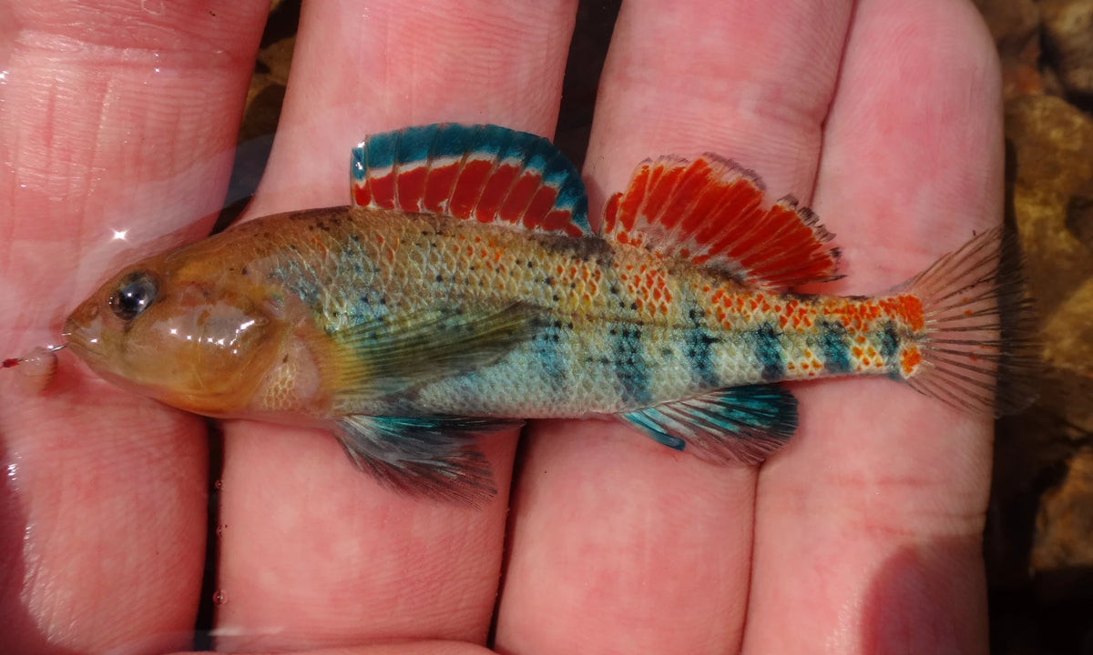Microfishing: A Tiny World of Big Adventures