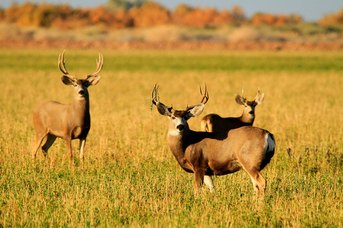 Woman gets beat up by Mule Deer