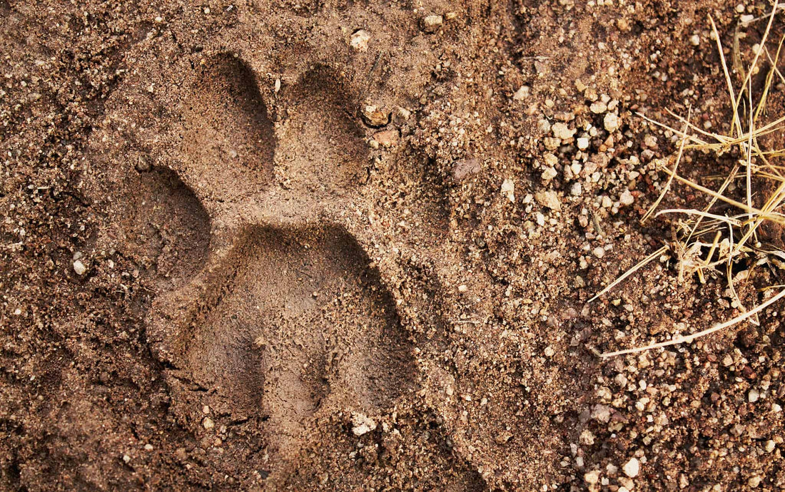 Here's how to survive a mountain lion attack, just in case....