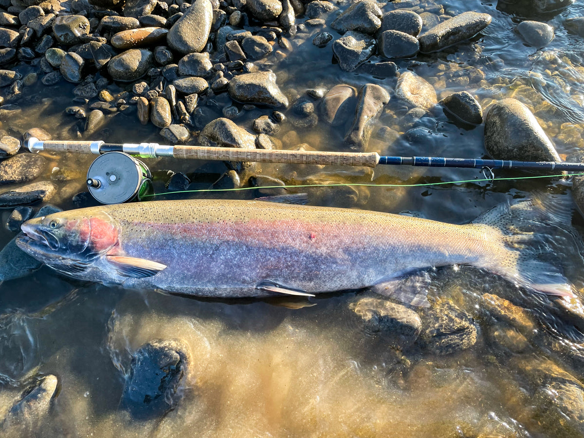 New Idaho Steelhead Record Has Just Been Caught!